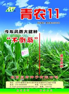 青農11